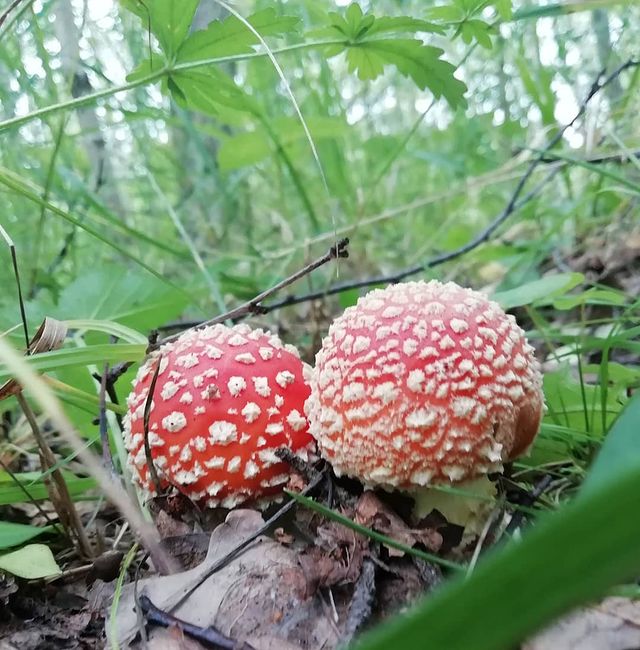 simundrik в LOOKY. . Симпатяги 🍄