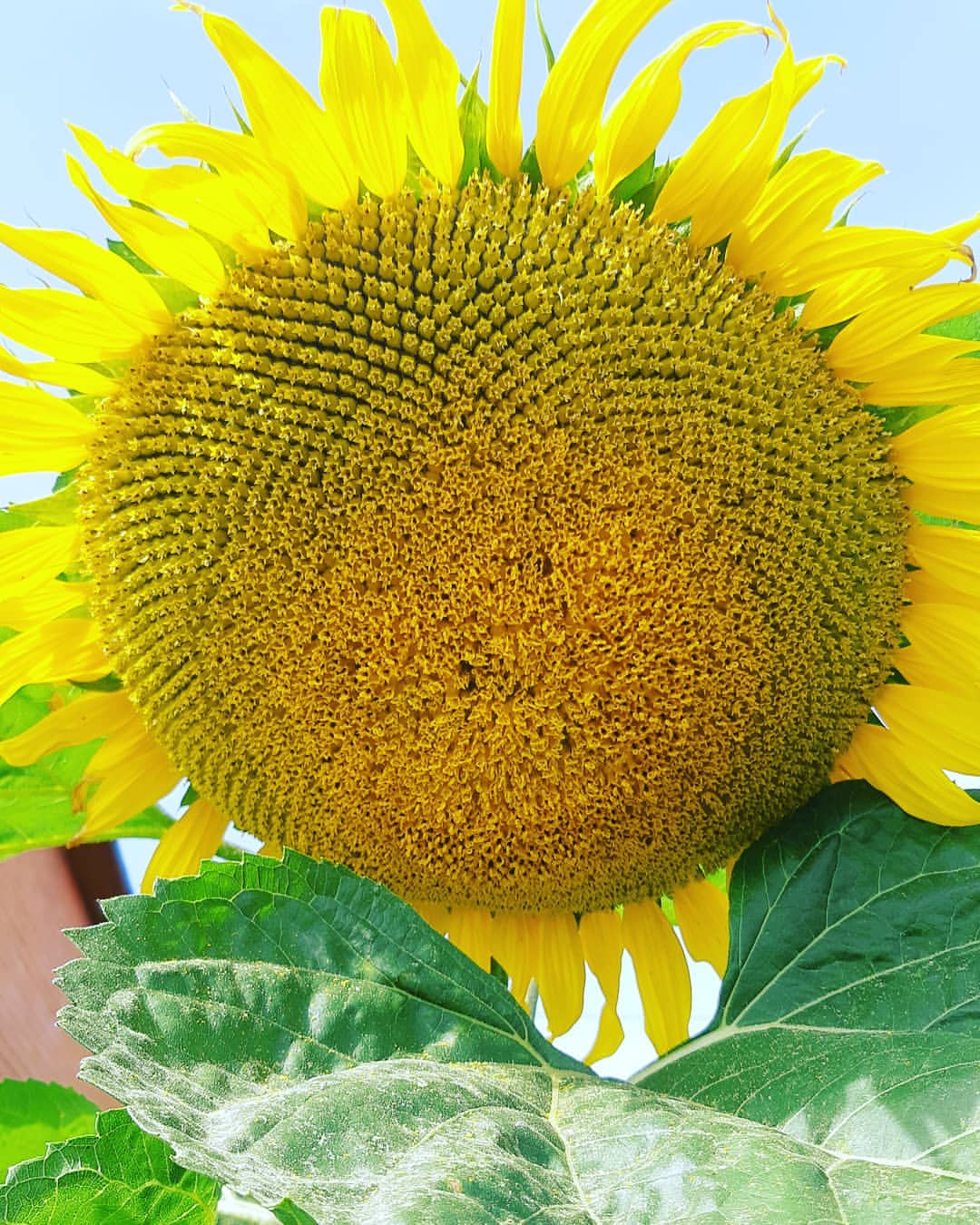 yukarahan в LOOKY — 🌻