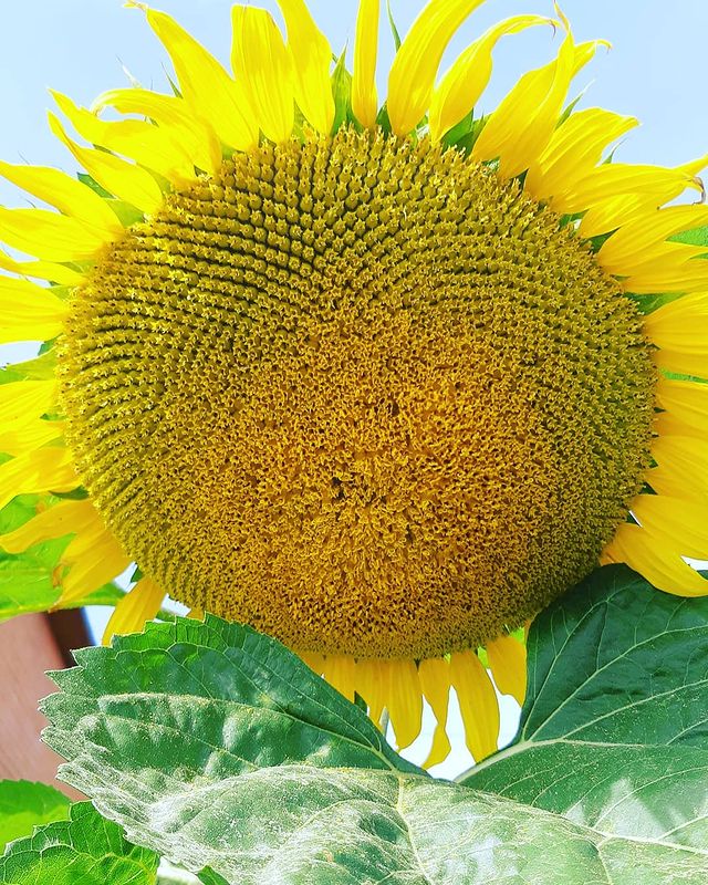 yukarahan в LOOKY. . 🌻