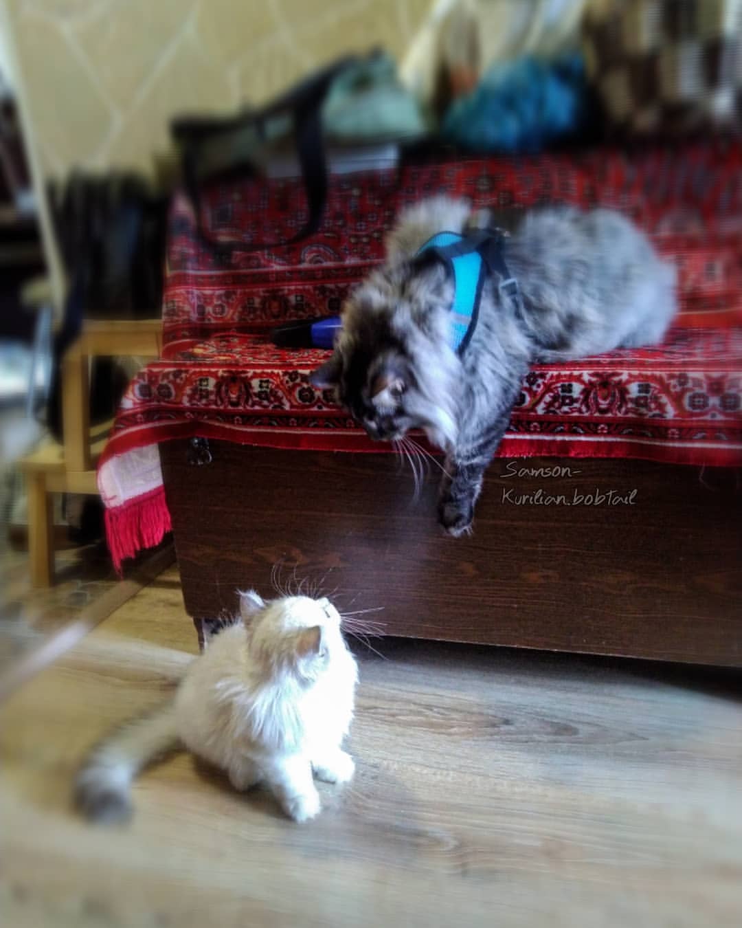 samson_and_barrymore.bobtails в LOOKY — фото 5