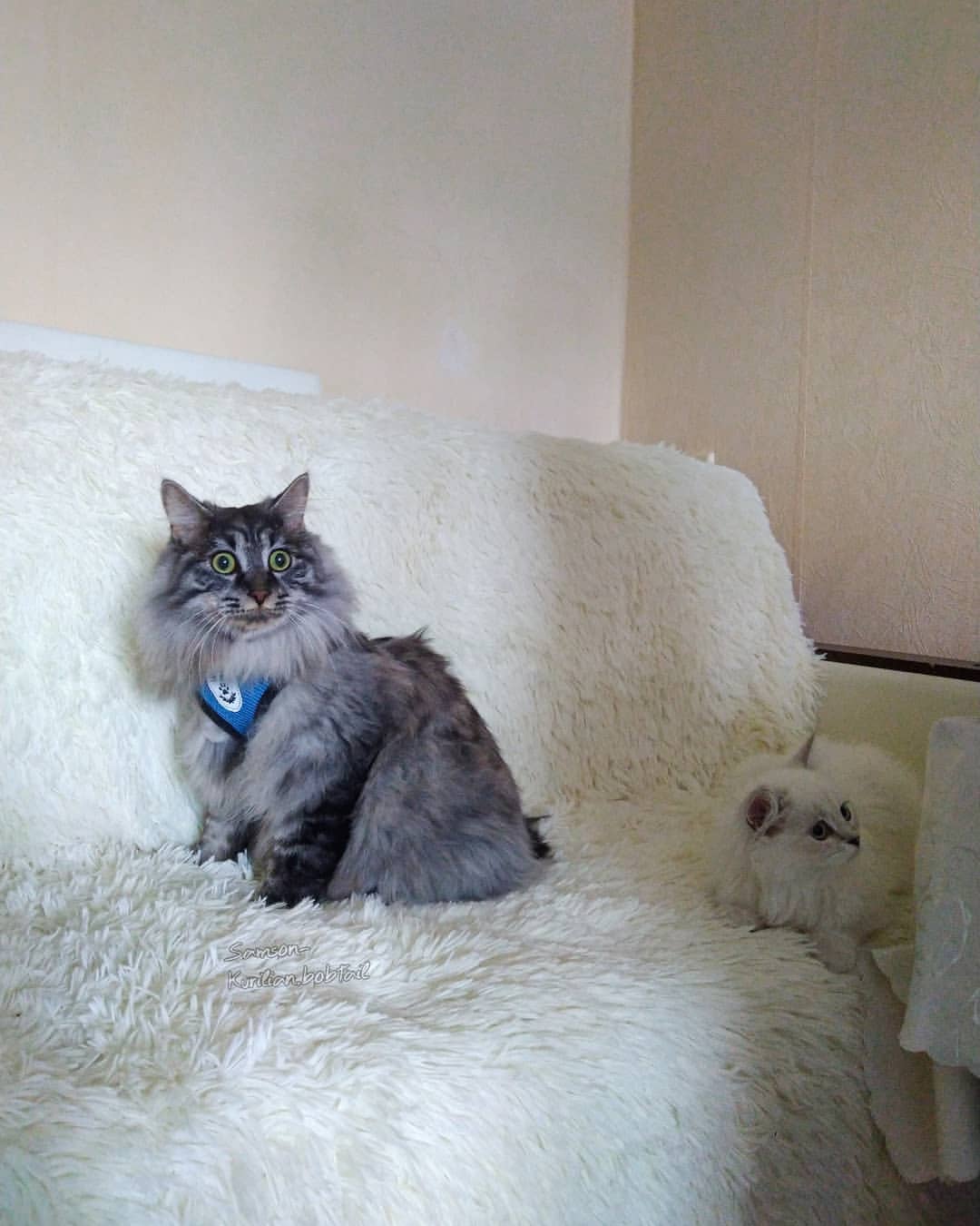 samson_and_barrymore.bobtails в LOOKY — фото 4