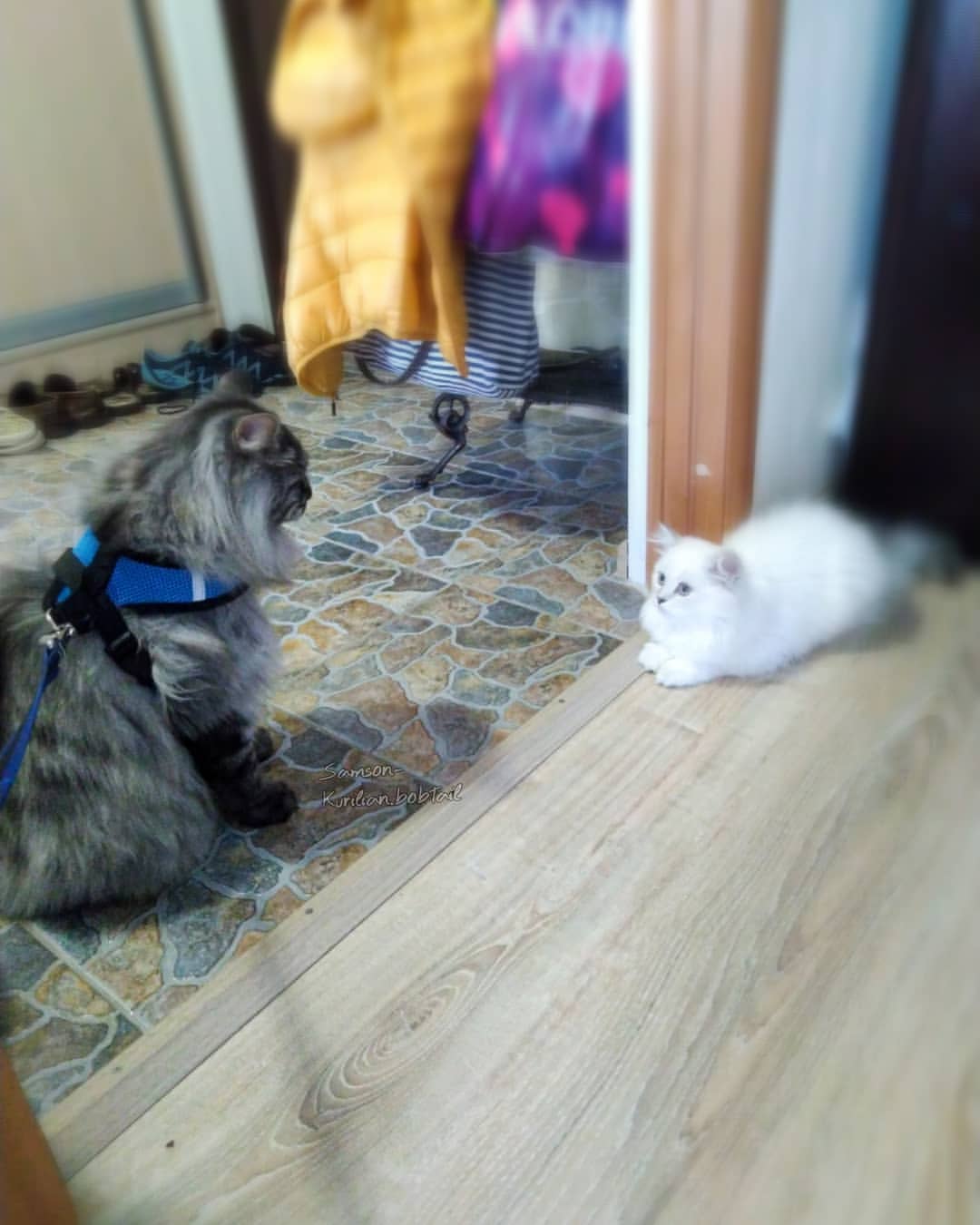 samson_and_barrymore.bobtails в LOOKY — фото 10