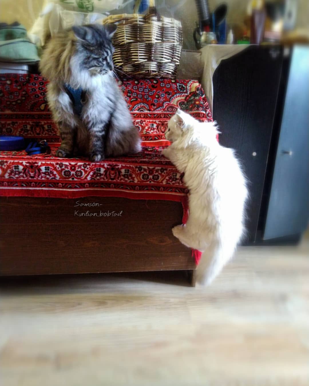 samson_and_barrymore.bobtails в LOOKY — фото 6