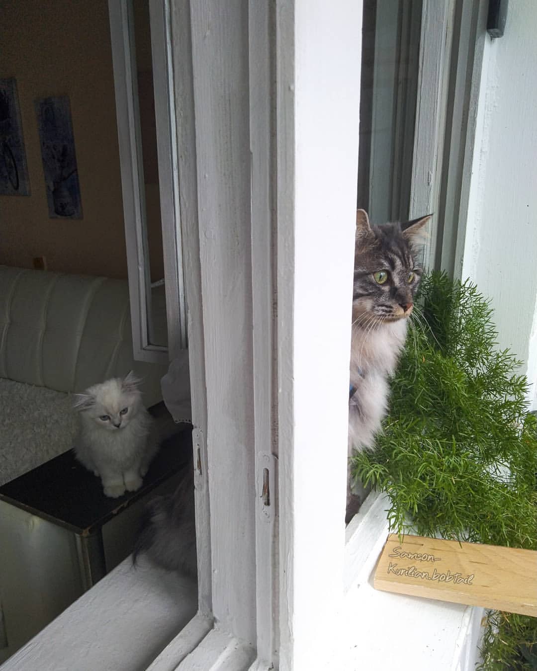 samson_and_barrymore.bobtails в LOOKY — фото 1