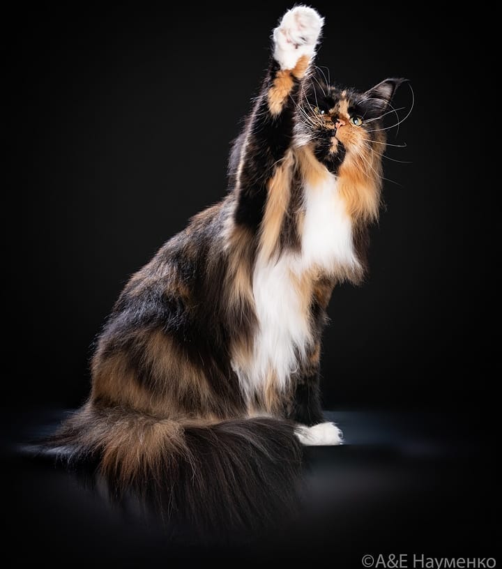 mycatgrooming в LOOKY — фото 2