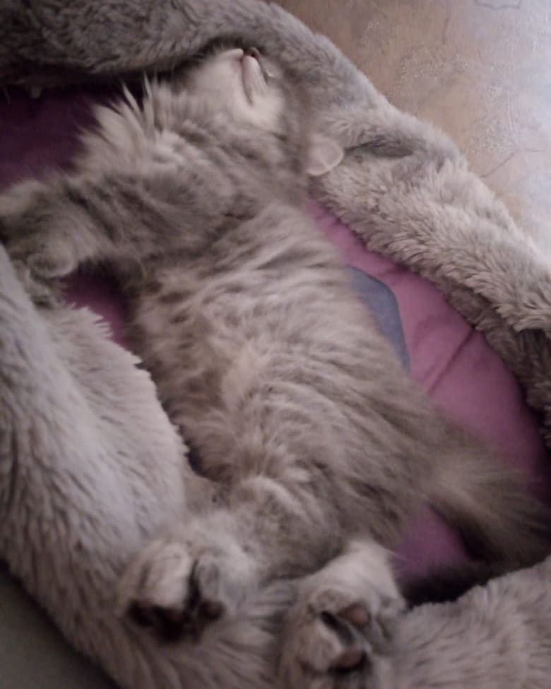 2ptahi в LOOKY — Лафа! Хочу быть киской! 😻🐱 #котенок #киса #кошка #Буся #Бу
