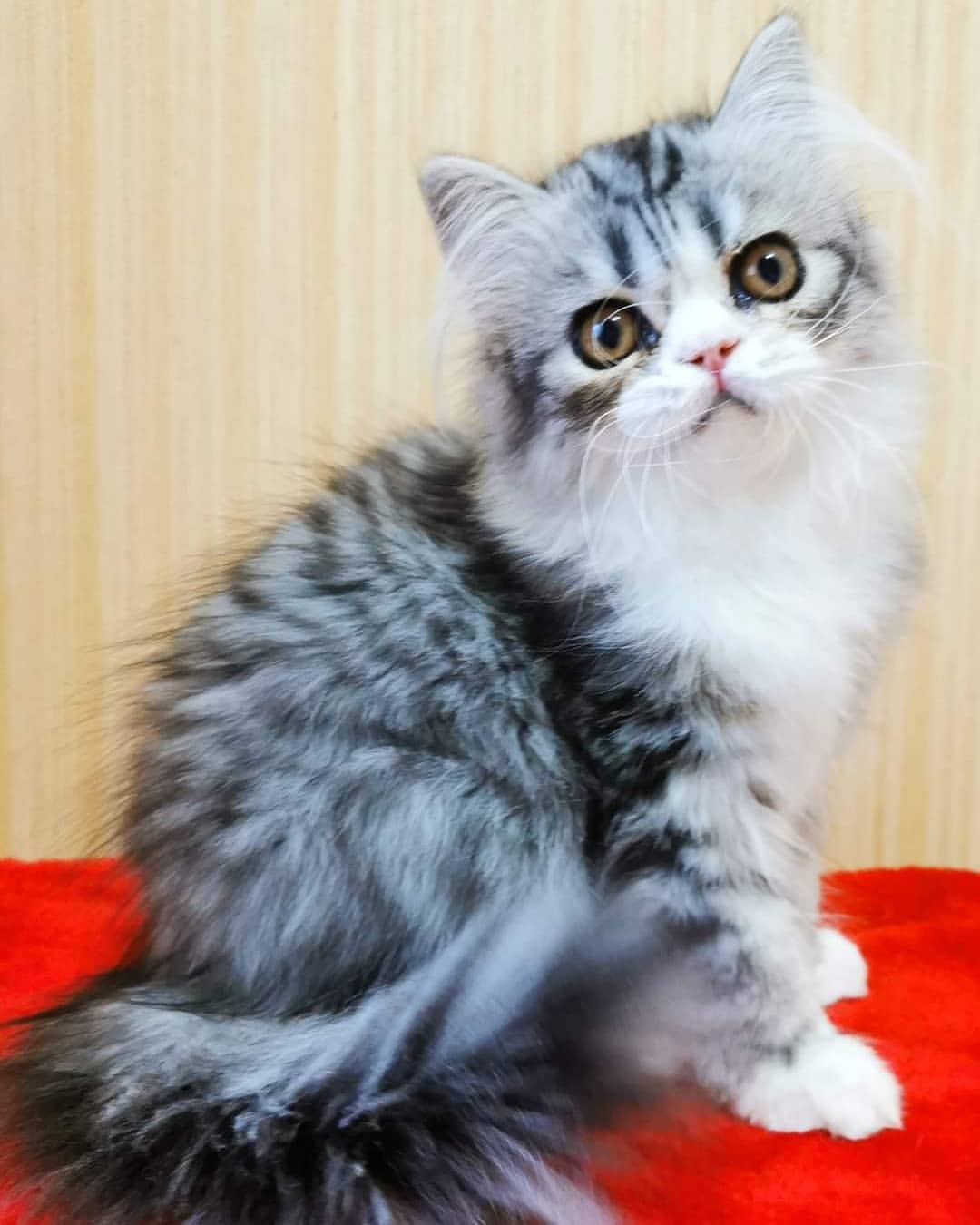 kittens_scottishfold_longhair в LOOKY — фото 4