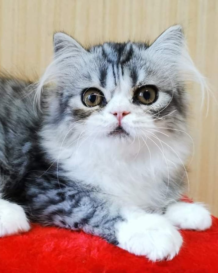 kittens_scottishfold_longhair в LOOKY — фото 3