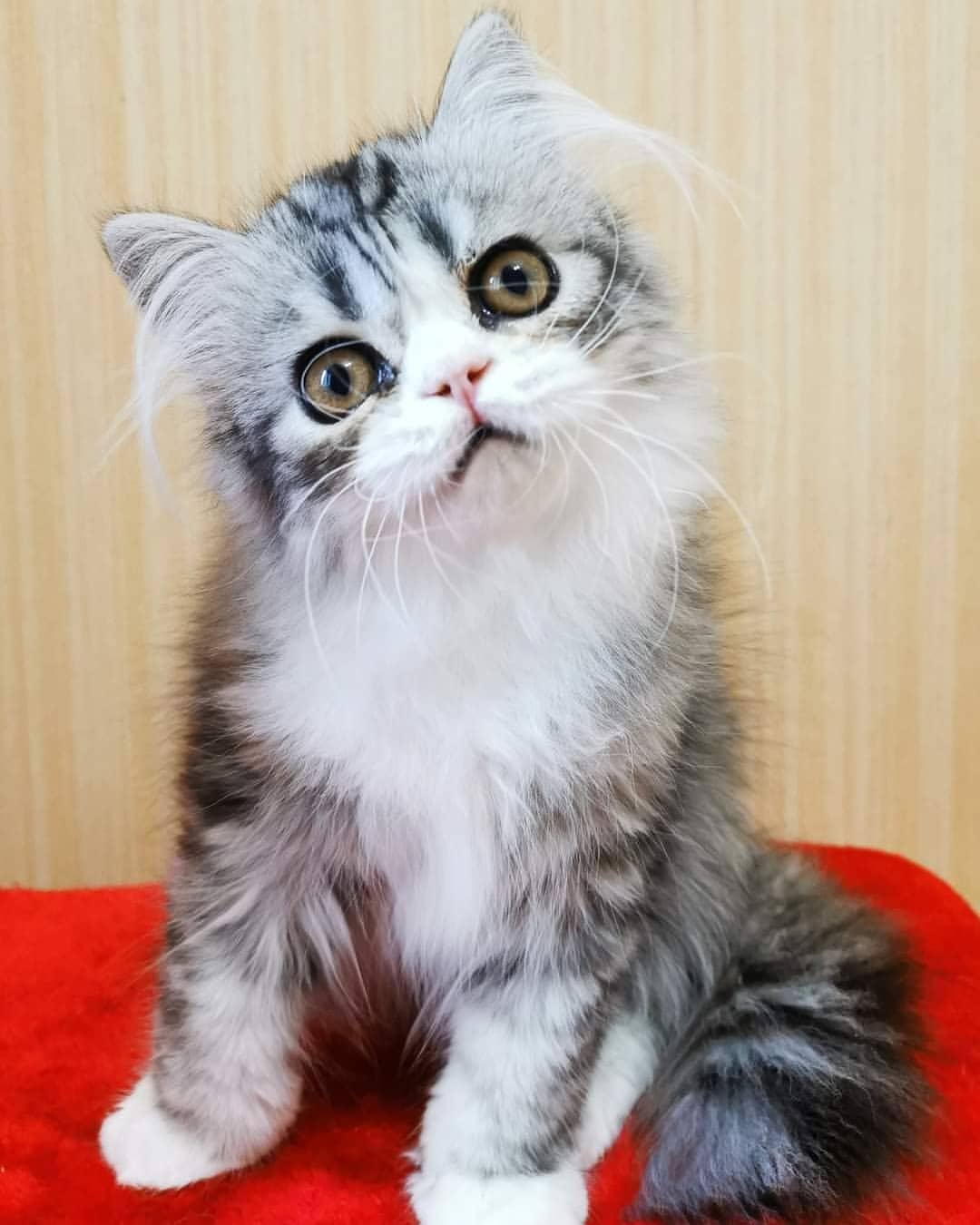 kittens_scottishfold_longhair в LOOKY — фото 2