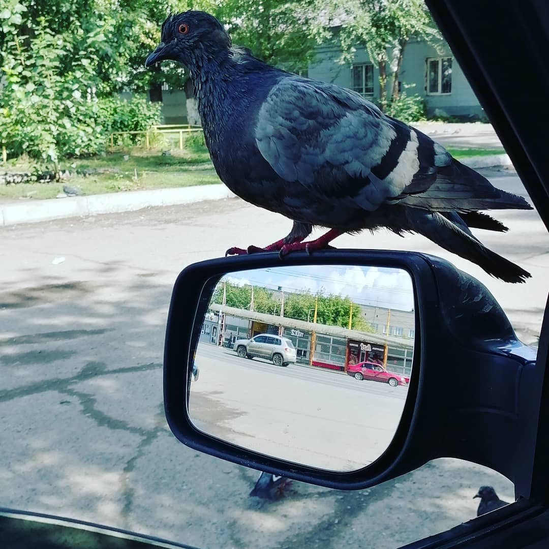 nikolay_kruglikov в LOOKY. . Семки есть? А если н...