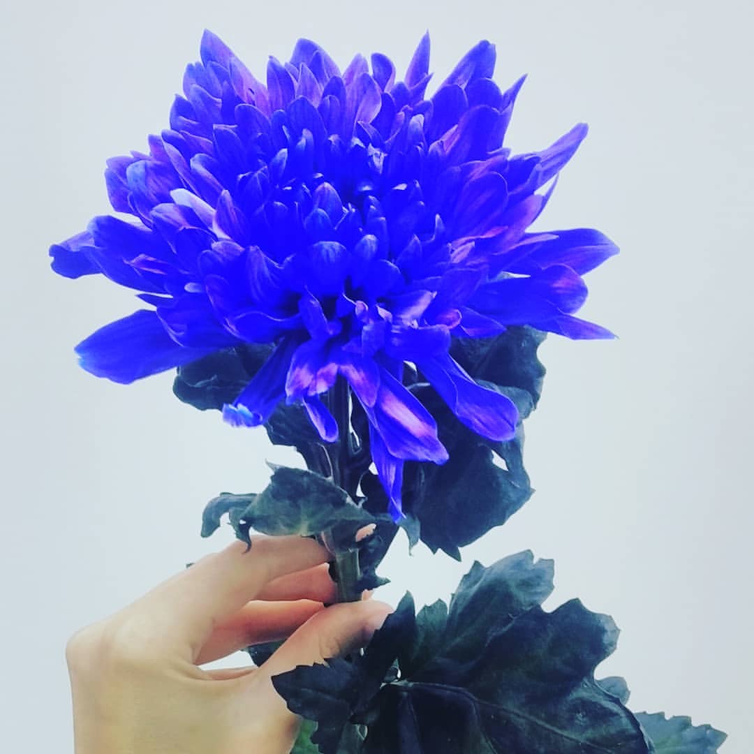go_surprise_me в LOOKY — "Ой ну зачем мне эти цветы. Лишняя трата денег"...

Раньше б