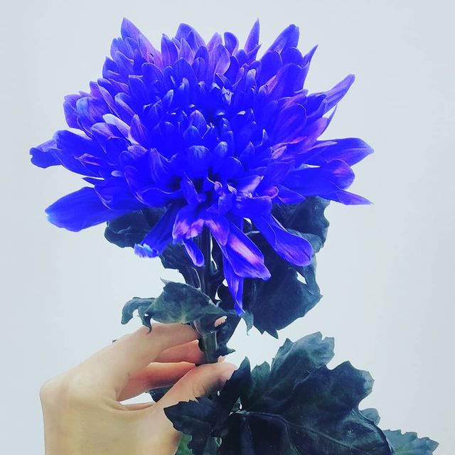 go_surprise_me in LOOKY. . "Ой ну зачем мне эти...