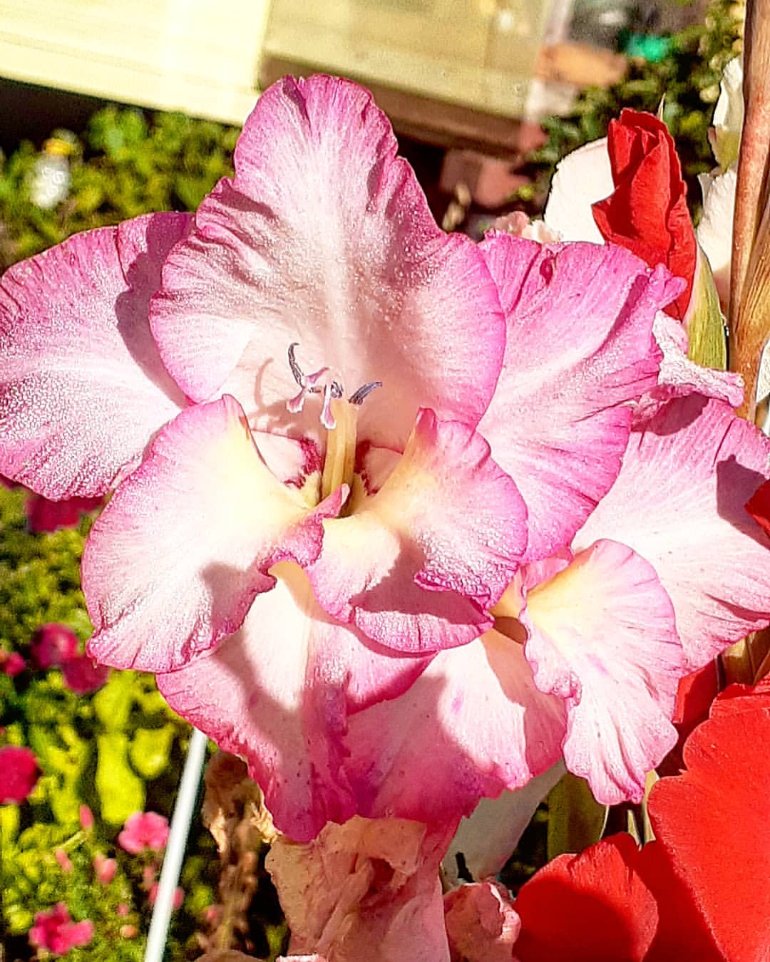 antsiferovbreed в LOOKY — фото 7