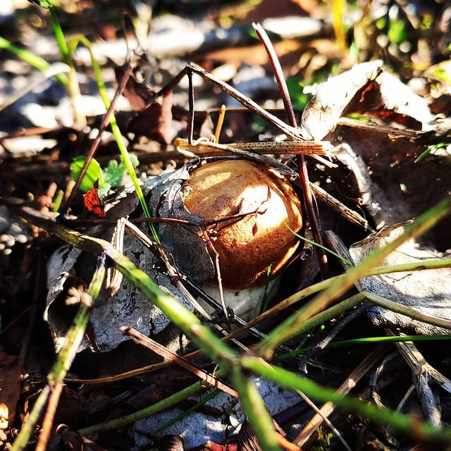 engian_emlv в LOOKY. #Подосиновик,#Гриб,#Лес. Спрятался😊
#Подосин...