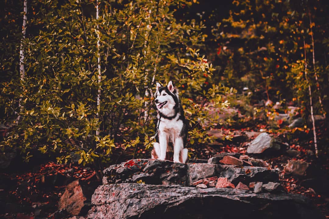 nasyadutova in LOOKY. #mydog,#my_dog,#krasnoyarsk,#huskylife,#huskylove,#хаски,#husky,#haski,#haskylove,#photooftheday,#white,#husk,#собака,#russia,#travel,#россия,#siberianhusky,#nature,#dogs,#photo,#instagram. .
.
.
.
#dog #mydog ...