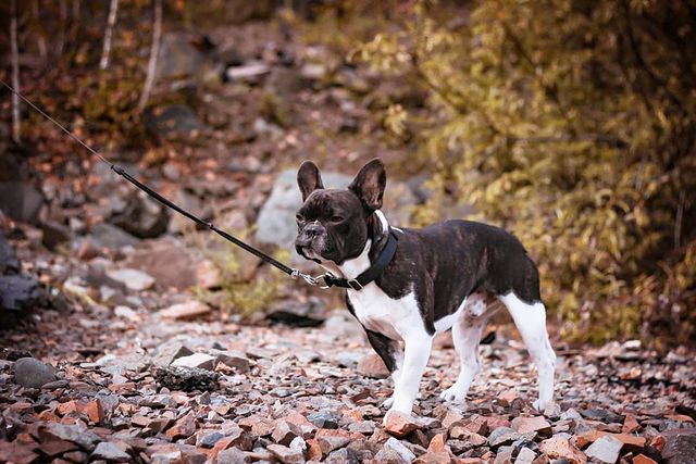 nasyadutova в LOOKY. #бульдог,#собака,#друг,#красноярск,#сибирь,#frenchbulldog,#french_bulldogs,#bulldog,#dog,#mydog,#journey,#animal,#natgeo,#summer,#russia,#siberia,#krsk,#love,#happy,#wildlife,#friend,#krаsblоg. .
.
.
.
.
.
.
.
#фра...