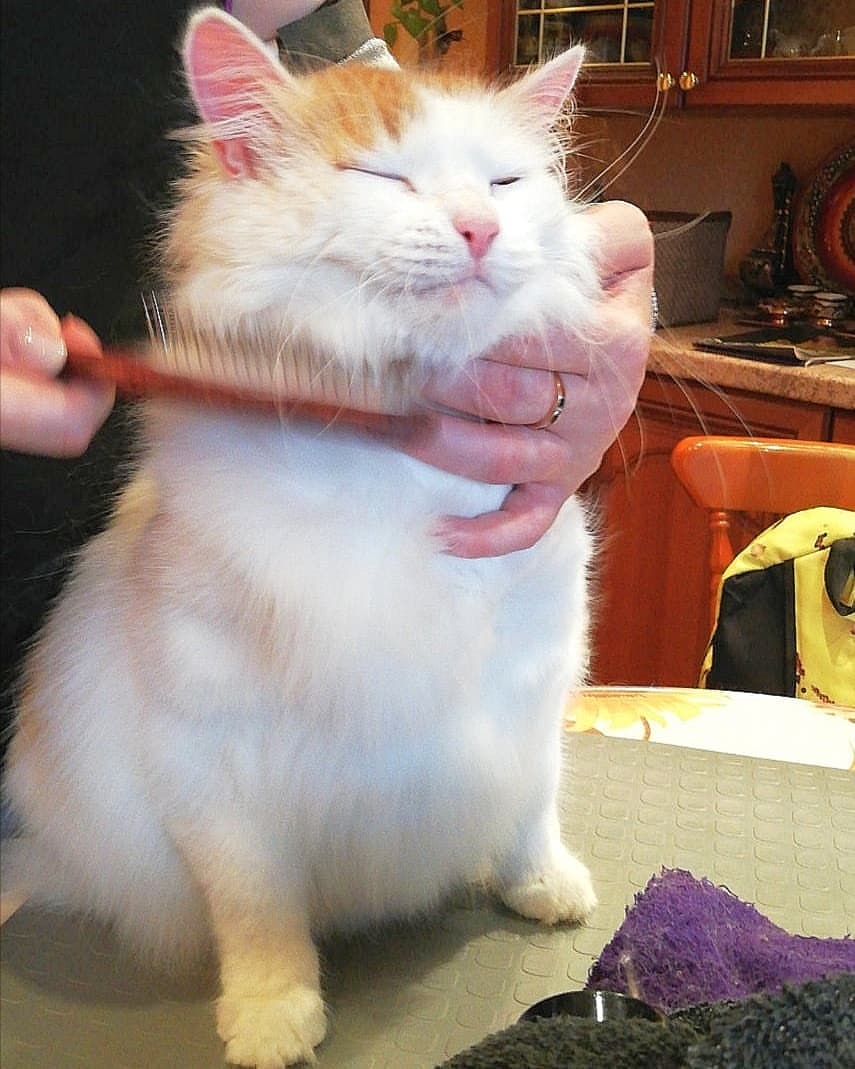 mycatgrooming в LOOKY — фото 4