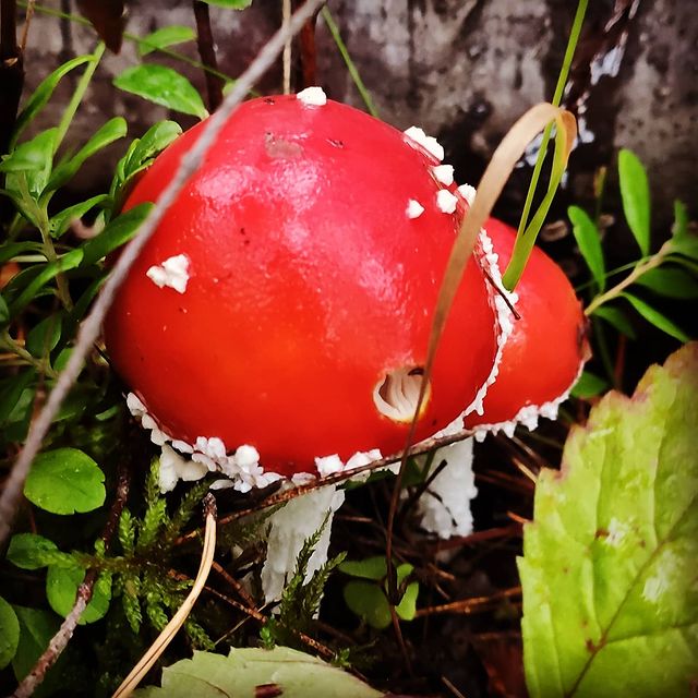 engian_emlv в LOOKY. #мухомор,#гриб,#природа,#лес. #мухомор #гриб #прир...