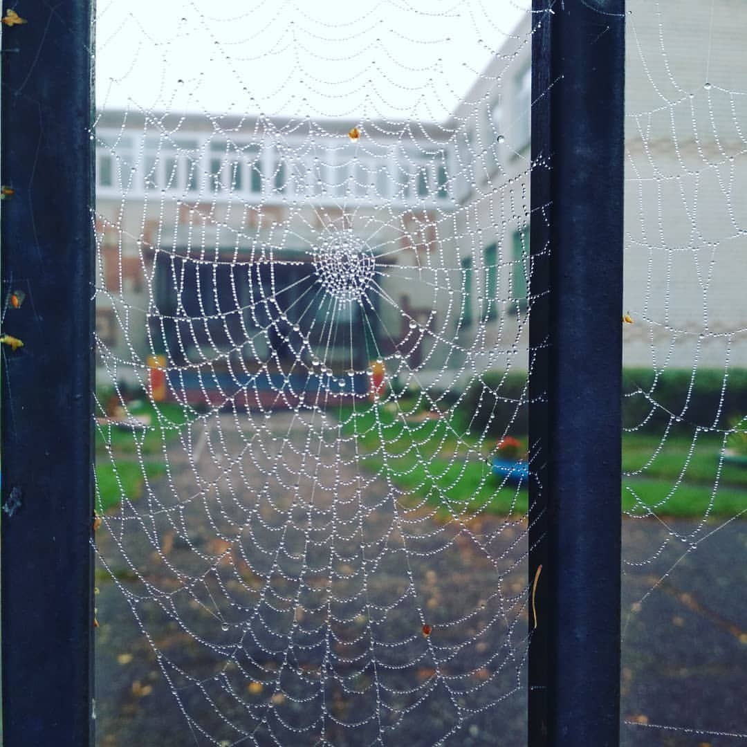 svetlanamazneva в LOOKY — Вдруг какой-то старичок
Паучок
Нашу Муху в уголок
Поволок
Хо