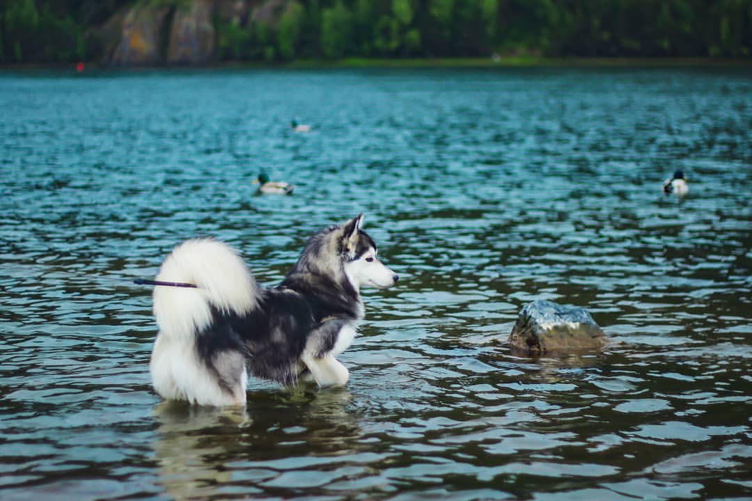 nasyadutova in LOOKY. #mydog,#my_dog,#krasnoyarsk,#huskylife,#huskylove,#хаски,#husky,#haski,#haskylove,#photooftheday,#white,#husk,#собака,#russia,#travel,#россия,#siberianhusky,#nature,#dogs,#photo,#instagram. Кто брал собаку из п...