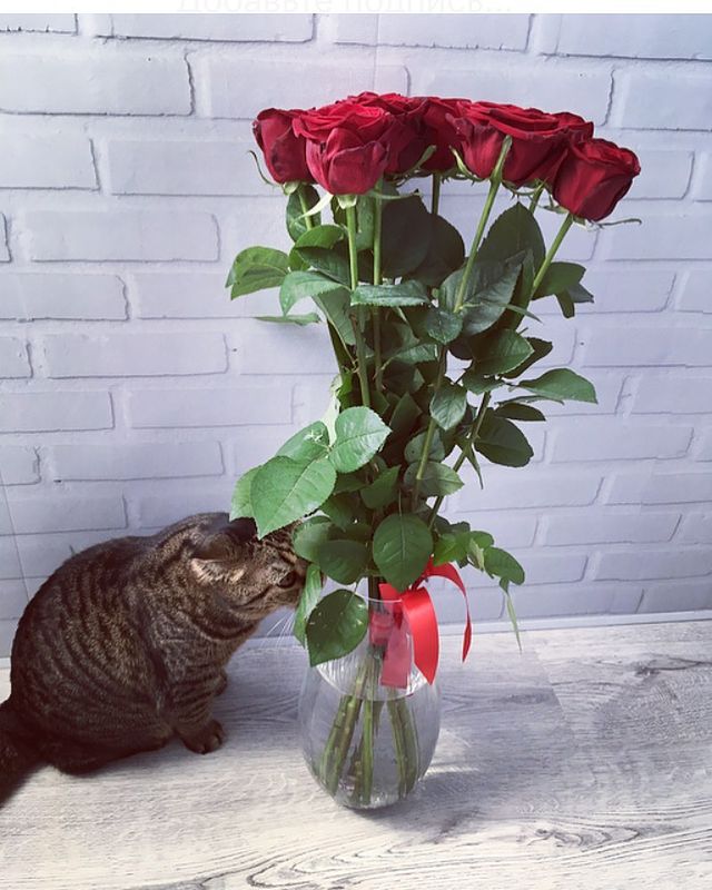 natalya_balbashova в LOOKY. . 🥰Боня тут как тут🐱...
