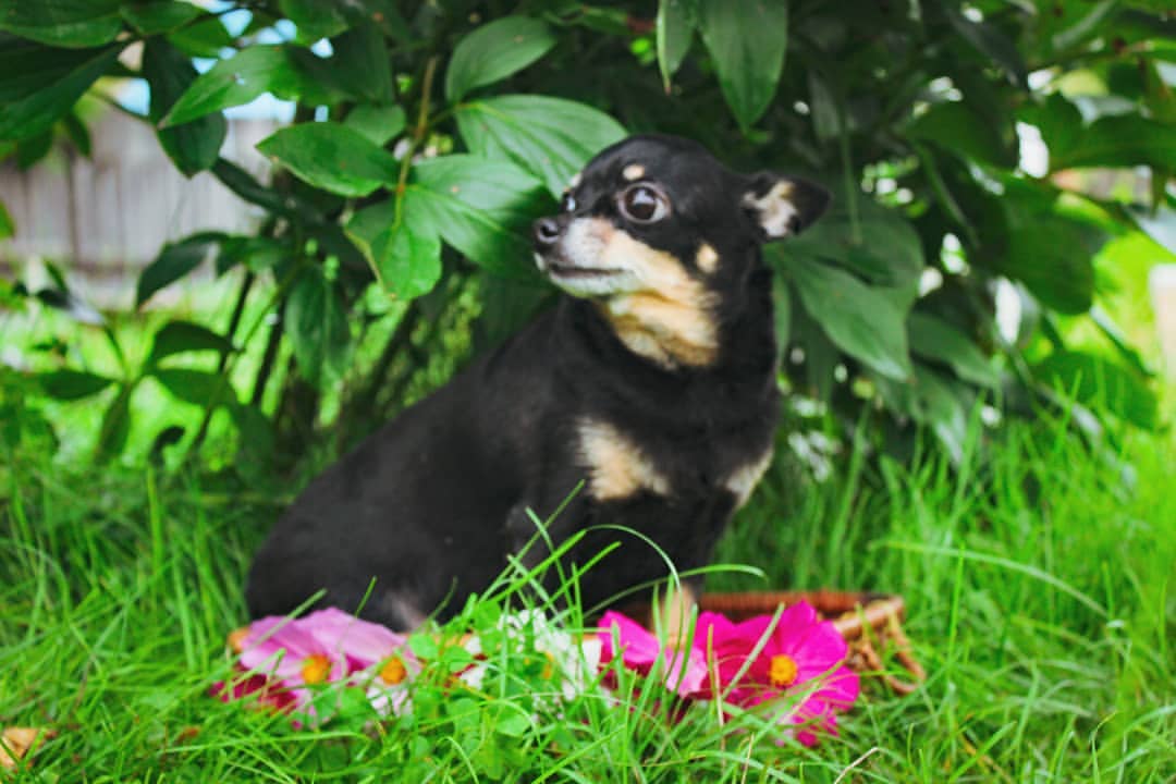 nasyadutova in LOOKY. #mydog,#my_dog,#krasnoyarsk,#toyterrier,#toyterriers,#тойтерьер,#toydog,#doglife,#toyterrier_love,#photooftheday,#white,#собака,#russia,#travel,#россия,#siberianhusky,#nature,#dogs,#photo,#instagram. Еще одна моя куколка...