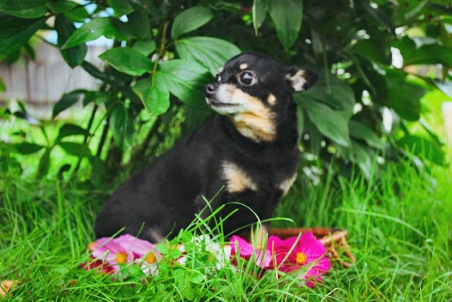 nasyadutova в LOOKY. #mydog,#my_dog,#krasnoyarsk,#toyterrier,#toyterriers,#тойтерьер,#toydog,#doglife,#toyterrier_love,#photooftheday,#white,#собака,#russia,#travel,#россия,#siberianhusky,#nature,#dogs,#photo,#instagram. Еще одна моя куколка...