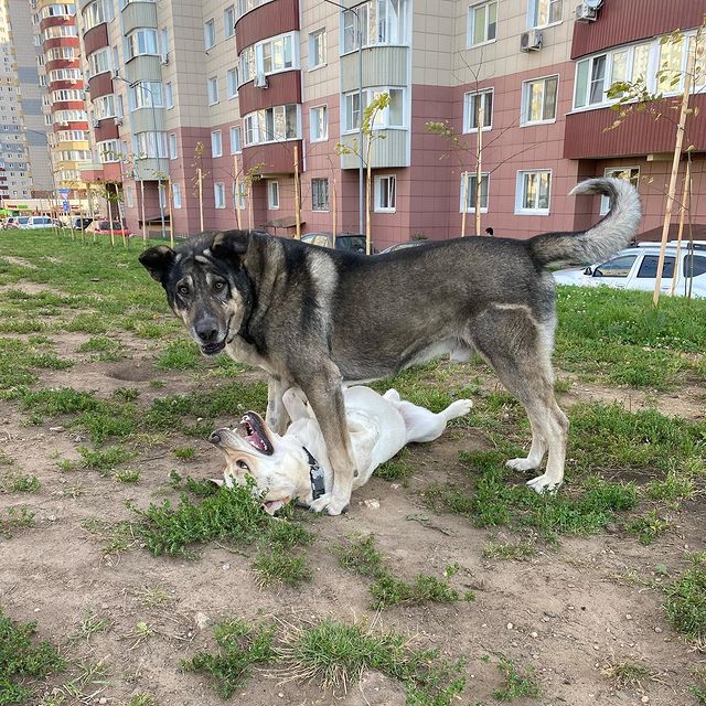 _lyubavina_ в LOOKY. #дружки,#игра,#собакадругчеловека,#обнимашки. Поигрульки 😍 🐾🐕

...
