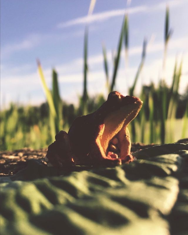toys_pin в LOOKY. #игрушки,#динозавры,#frog,#frogs,#дети,#детство,#dinosaur,#dinosaurs,#child,#children,#family,#science,#shotoniphone,#iphonography,#iphone7,#mobilephotography,#love,#lol,#hipster,#woodworking,#wood,#nature,#travel,#summer. Last day of summer. ...