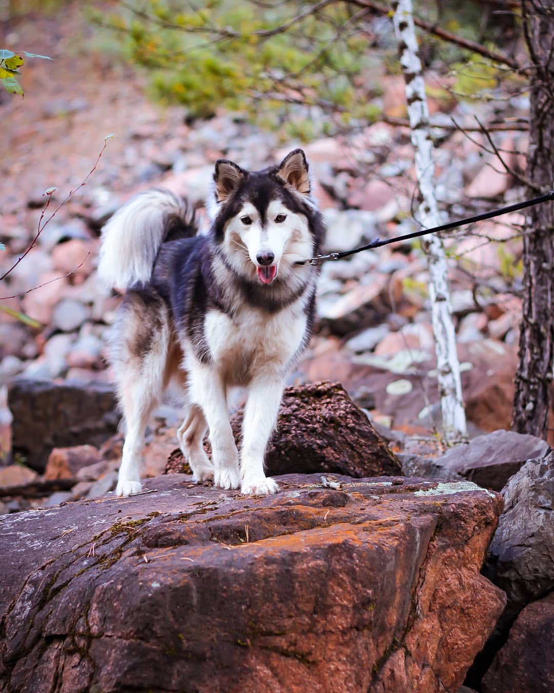 nasyadutova in LOOKY. #mydog,#my_dog,#krasnoyarsk,#huskylife,#huskylove,#хаски,#husky,#haski,#haskylove,#photooftheday,#white,#husk,#собака,#russia,#travel,#россия,#siberianhusky,#nature,#dogs,#photo,#instagram. А вы знали, что соба...