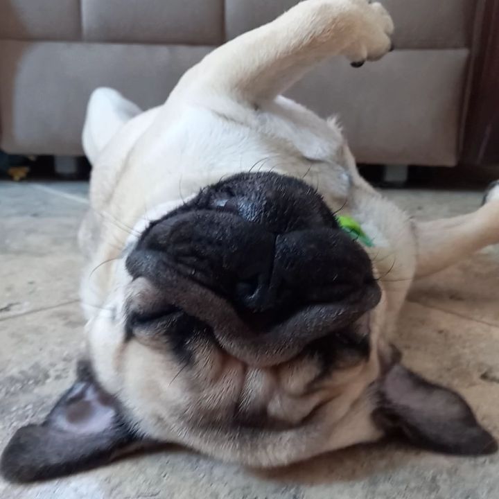 polinna_frolova в LOOKY. #pug,#мопсы,#мопсолюбовь,#мопсыправятмиром,#мопс. Артист!)
#pug#мопсы#...