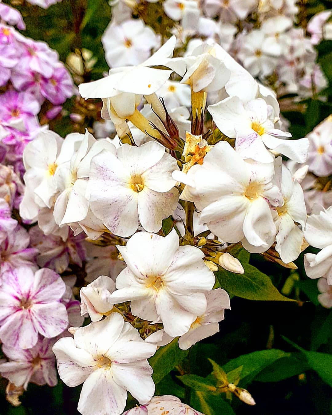 antsiferovbreed в LOOKY — фото 4