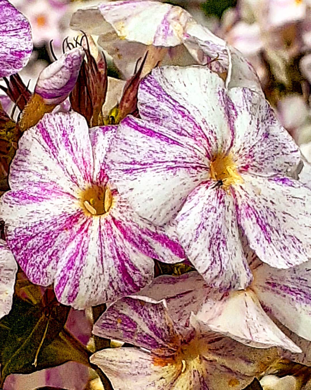 antsiferovbreed в LOOKY — фото 5