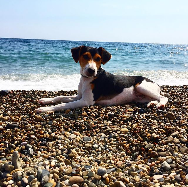 oksidg в LOOKY. #ковид,#мальчик. #ковид #мальчик 🤩🐶...