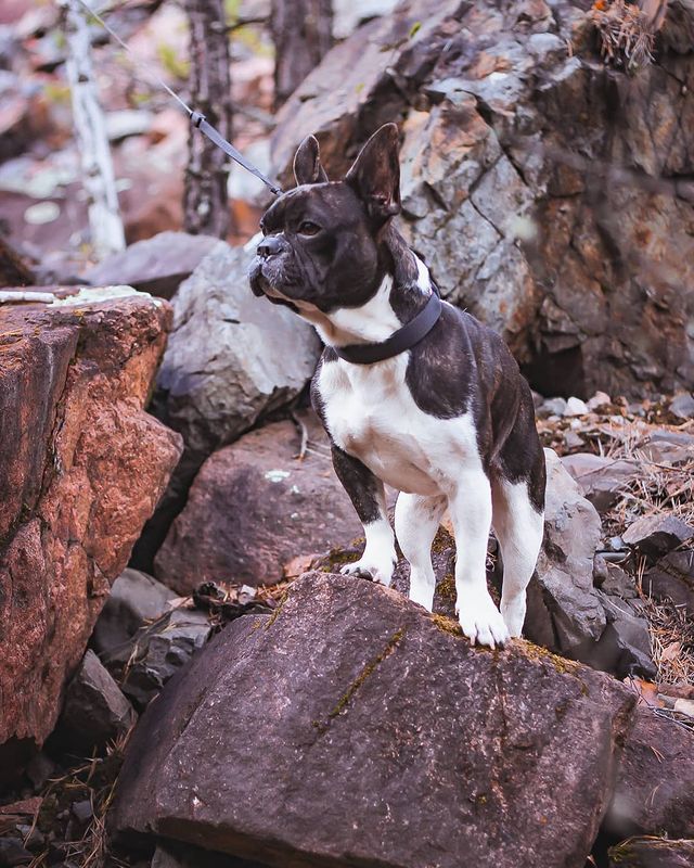 nasyadutova в LOOKY. #бульдог,#собака,#друг,#красноярск,#сибирь,#frenchbulldog,#french_bulldogs,#bulldog,#dog,#mydog,#journey,#animal,#natgeo,#summer,#russia,#siberia,#krsk,#love,#happy,#wildlife,#friend,#krаsblоg. Почему французские б...
