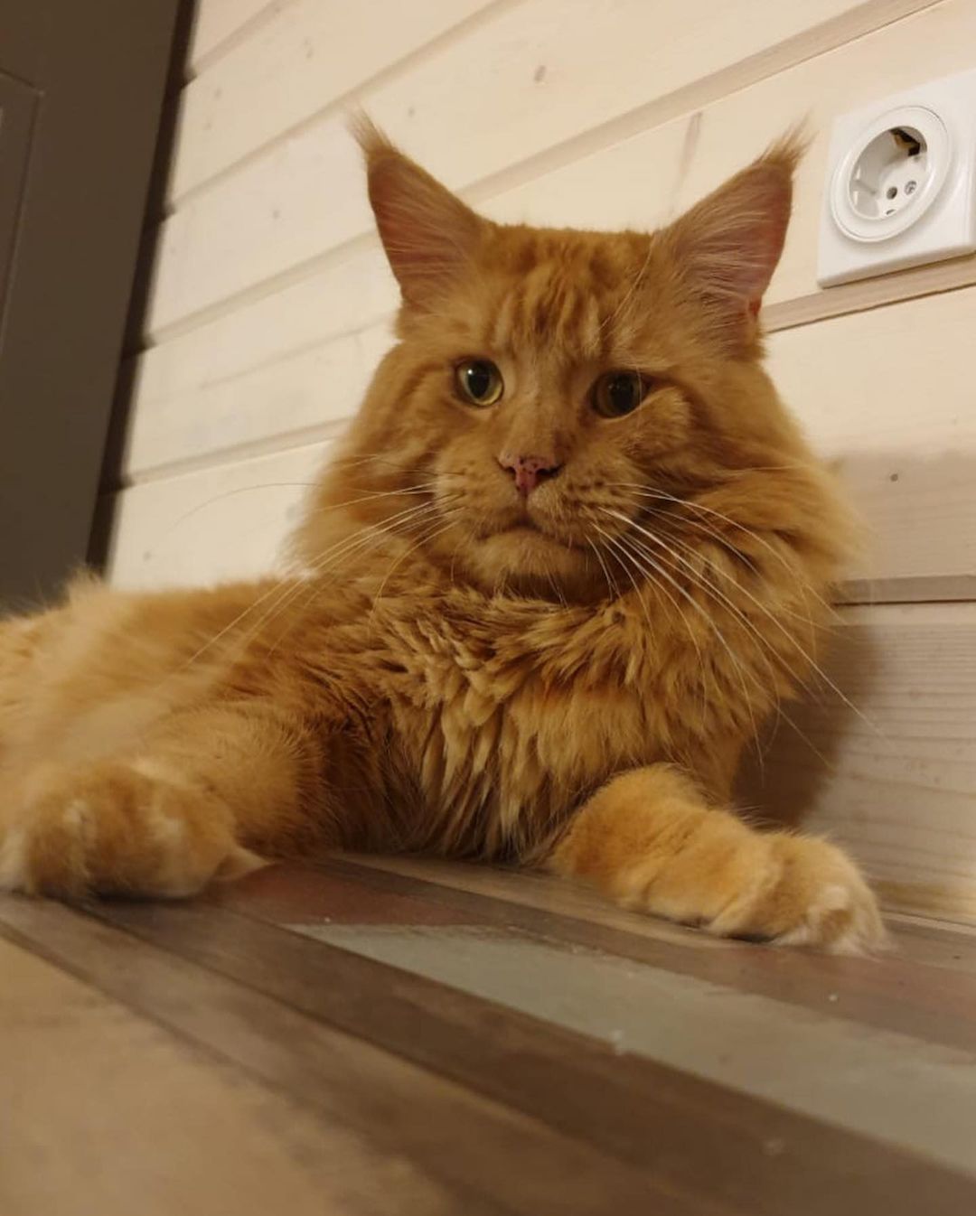 excellentlinemainecoons в LOOKY — фото 3