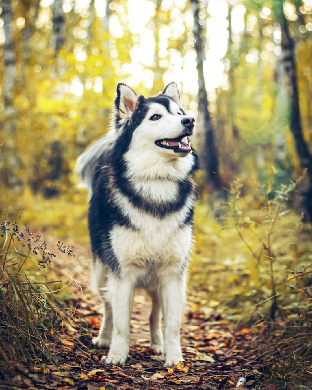 nasyadutova in LOOKY. #mydog,#my_dog,#krasnoyarsk,#huskylife,#huskylove,#хаски,#husky,#haski,#haskylove,#photooftheday,#white,#husk,#собака,#russia,#travel,#россия,#siberianhusky,#nature,#dogs,#photo,#instagram. Сегодня мода на хаск...