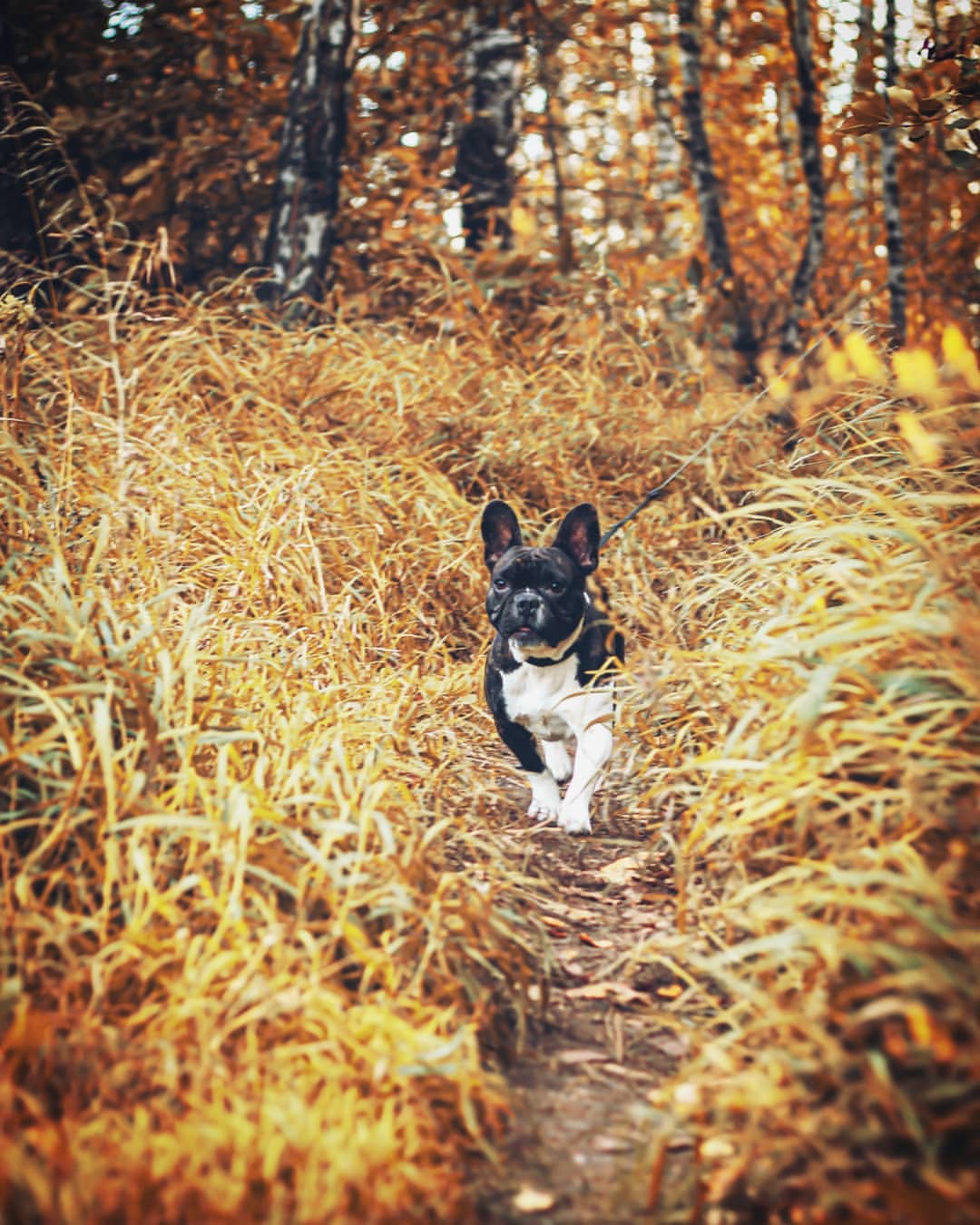 nasyadutova in LOOKY. #бульдог,#собака,#друг,#красноярск,#сибирь,#frenchbulldog,#french_bulldogs,#bulldog,#dog,#mydog,#journey,#animal,#natgeo,#summer,#russia,#siberia,#krsk,#love,#happy,#wildlife,#friend,#krаsblоg. Интересный факт! В С...