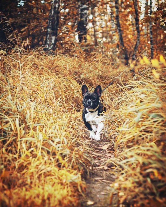 nasyadutova в LOOKY. #бульдог,#собака,#друг,#красноярск,#сибирь,#frenchbulldog,#french_bulldogs,#bulldog,#dog,#mydog,#journey,#animal,#natgeo,#summer,#russia,#siberia,#krsk,#love,#happy,#wildlife,#friend,#krаsblоg. Интересный факт! В С...