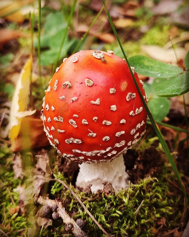 engian_emlv в LOOKY. #мухомор,#гриб,#лес. #мухомор #гриб #лес