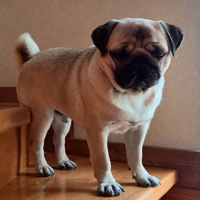 polinna_frolova в LOOKY. #Гарри,#мопс,#лучший,#pug,#красавчикмой,#мопсыправятмиром. Собака растет, привы...
