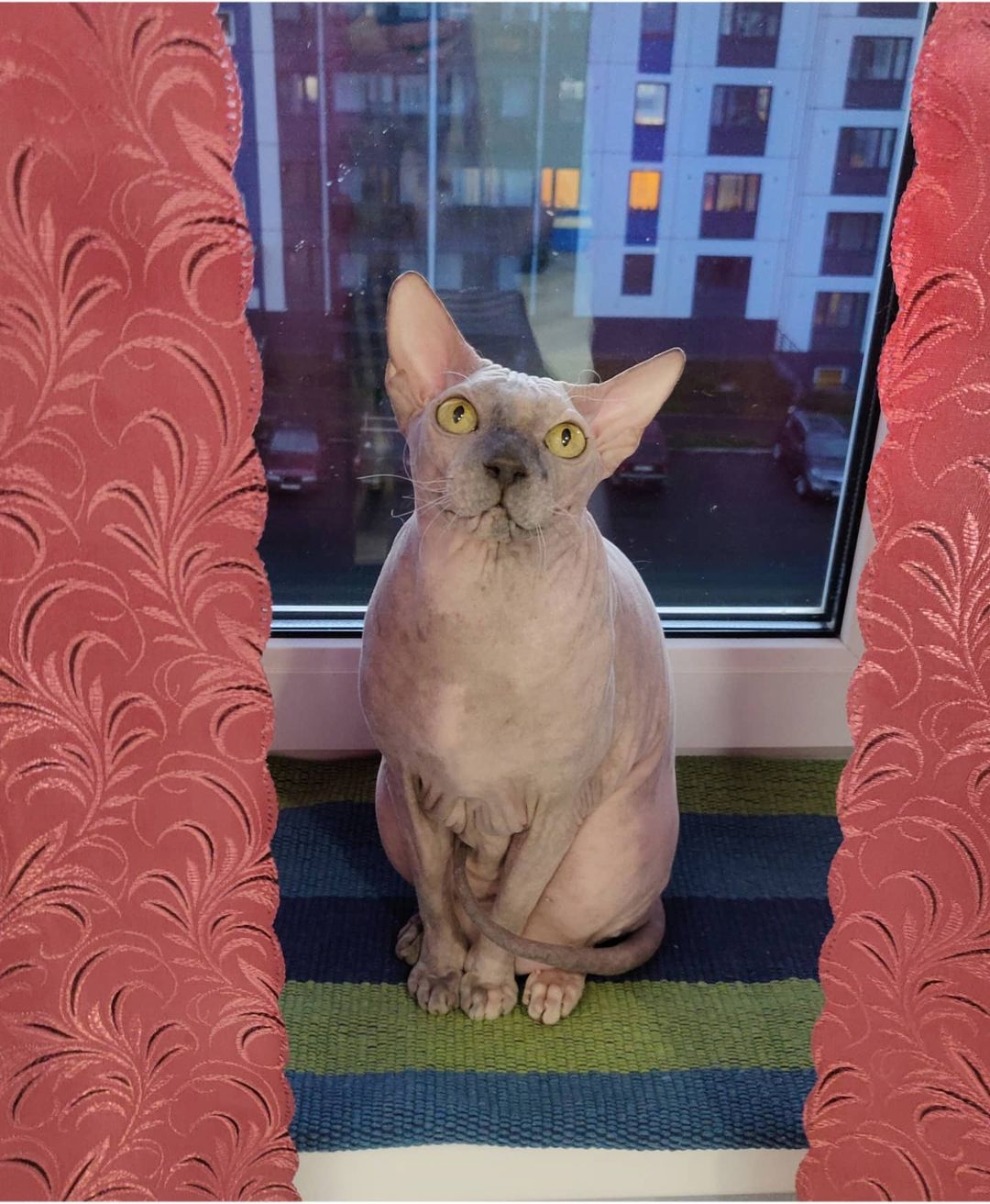 eva_sphynx_cat в LOOKY — фото 3