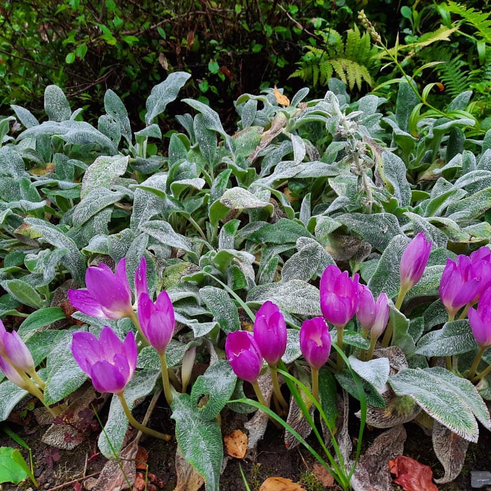 mon_jardin97 в LOOKY — Безвременник
По сравнению с большинством садовых растений у 