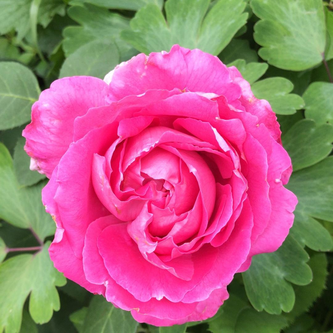 butrimovatanya в LOOKY — фото 9