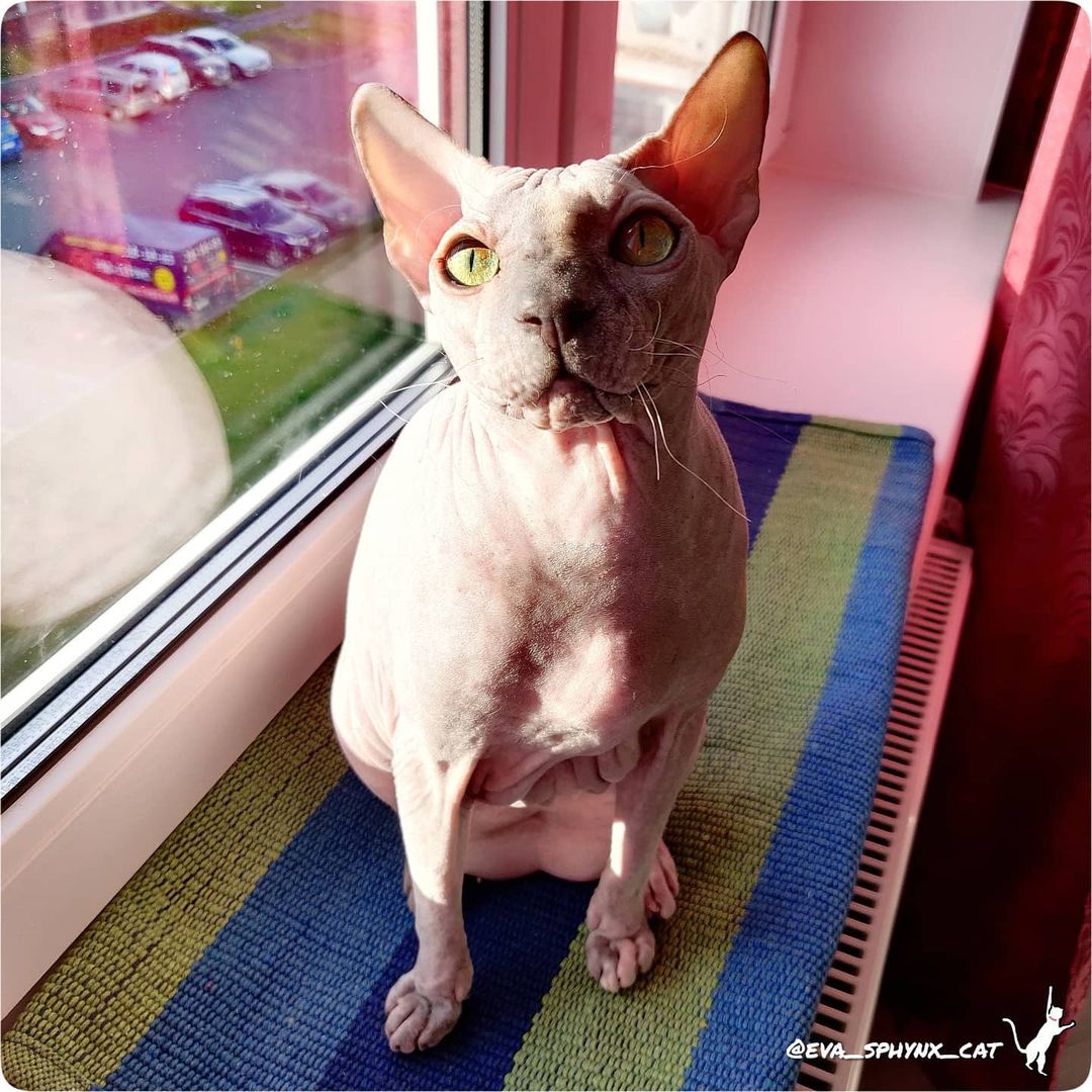 eva_sphynx_cat в LOOKY — фото 2