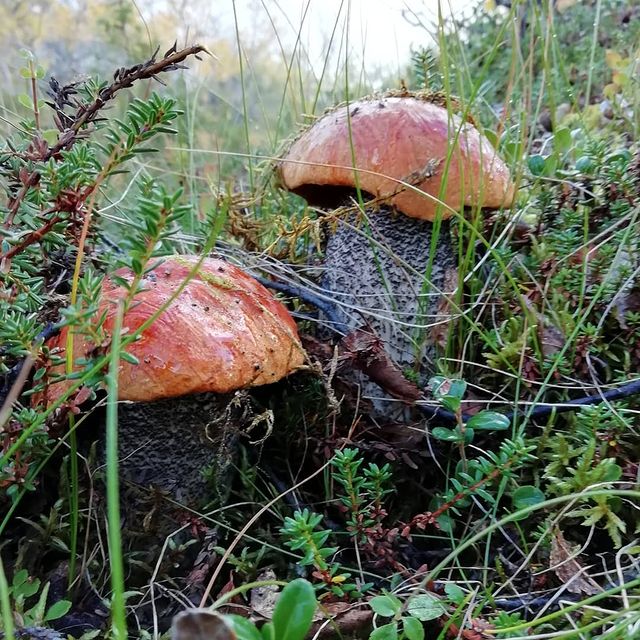 simundrik в LOOKY. . Моя прелесть....
