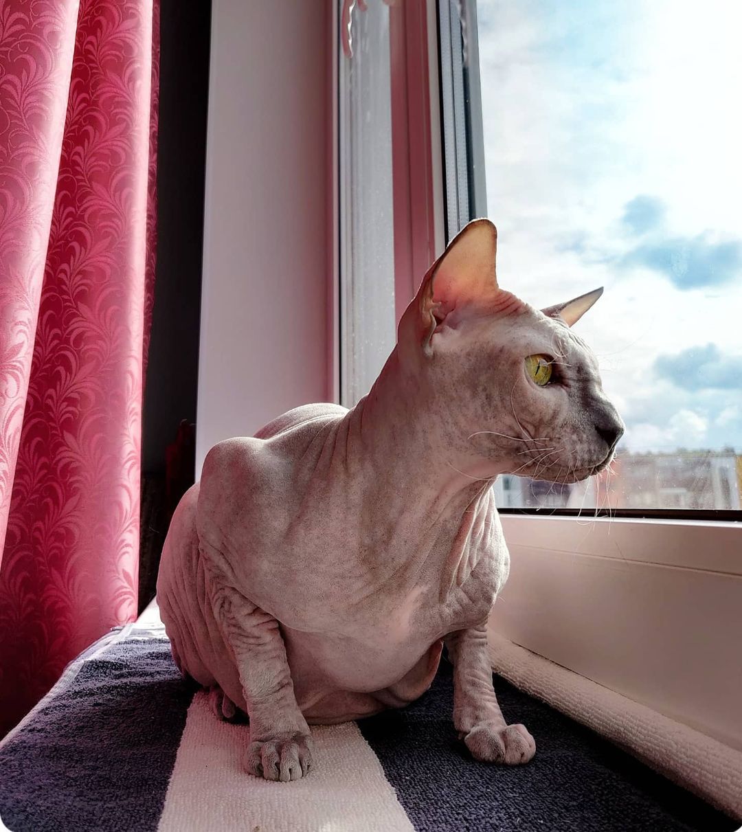 eva_sphynx_cat в LOOKY — фото 2