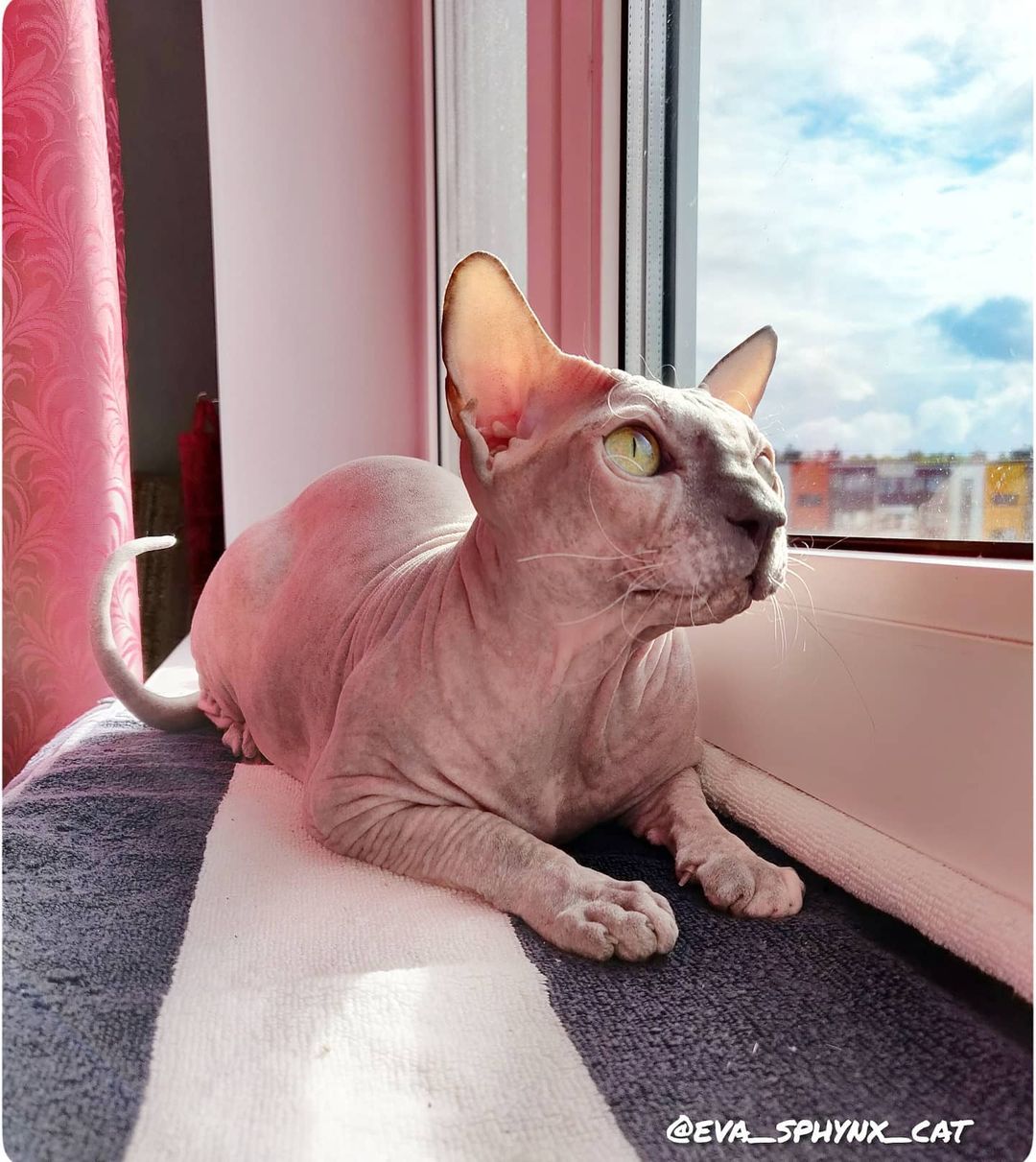 eva_sphynx_cat в LOOKY — фото 3
