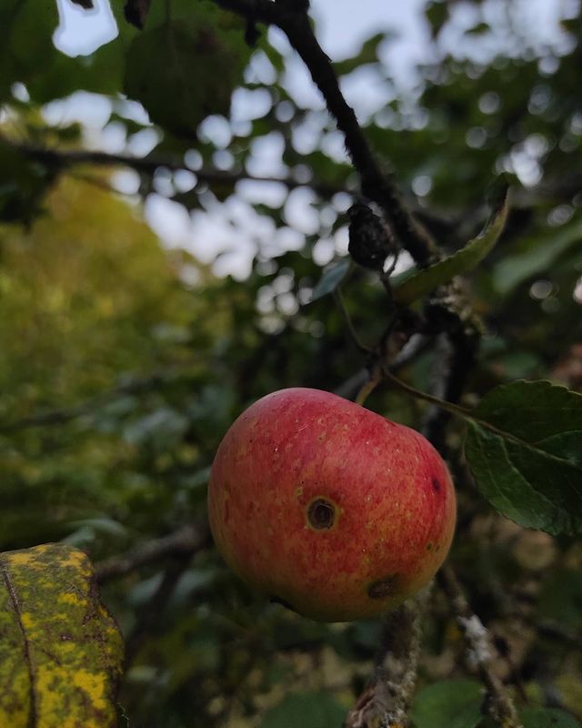 __macro_life__ в LOOKY. #фрукты,#fruit,#fruitstagram,#ista,#macro,#2020,#nature,#smartphone,#redmi,#осень,#august,#яблоко,#нателефон,#август,#makrofotografie,#work,#__macro_life__,#makro,#беларусь🇧🇾,#belarusgram,#fallowme,#pleasefollowme,#fallow,#oshmyany,#naturephotography,#apple,#aftertco. .
.
#фрукты #fruit #...