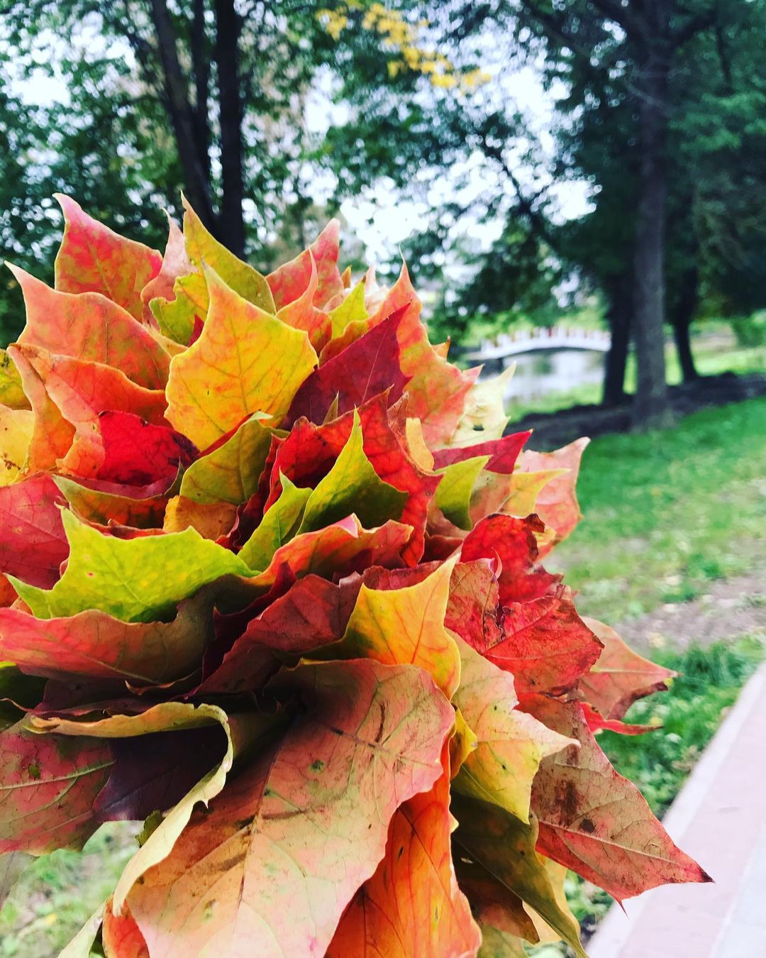 nastena_vorontsova16 в LOOKY — #осеннийбукетик 🍁🍂